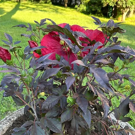 Oasis De Verdure En Centre-ville - Jacuzzi Prive