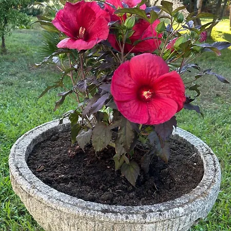 Oasis De Verdure En Centre-ville - Jacuzzi Prive Lejlighed *