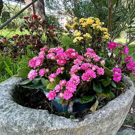 Oasis De Verdure En Centre-ville - Jacuzzi Prive Mandelieu