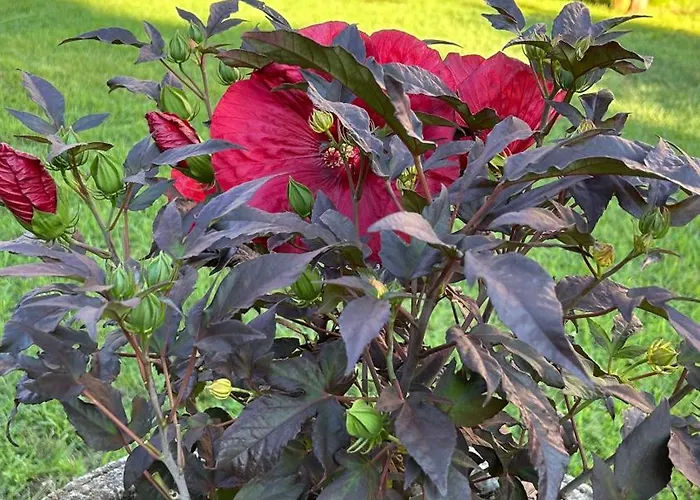Oasis De Verdure En Centre-ville - Jacuzzi Privé